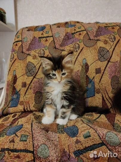 Котенок девочка Мейн кун