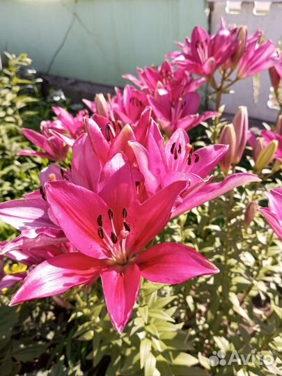 Садовые цветы