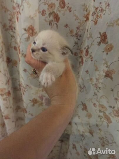 Котята в добрые руки бесплатно