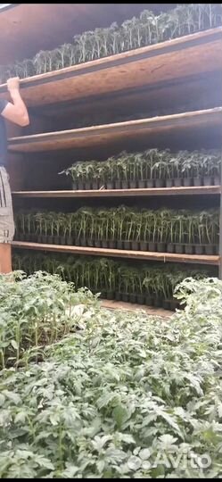 Рассада на заказ оптом
