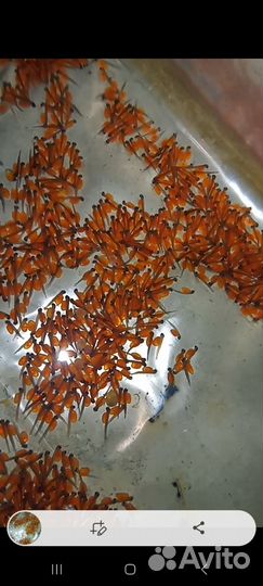 Малек форели