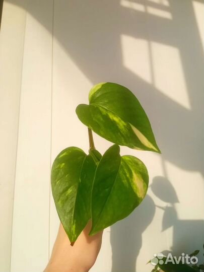 Эпипремнумы 6 сортов