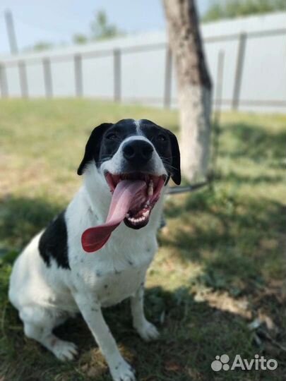 Собака ищет семью