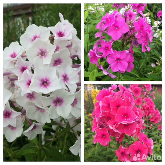 Цветы многолетники