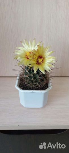 Кактусы сортовые