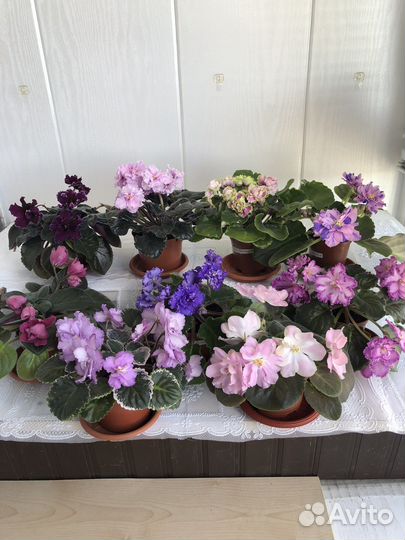 Фиалки сортовые,цветущие и детки