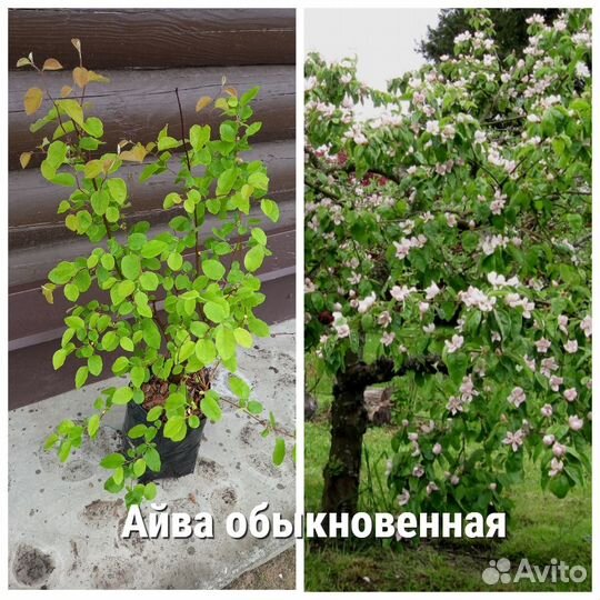 Растения для сада