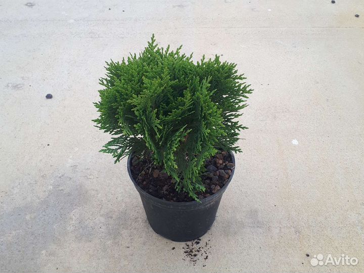 Туя шаровидная Даника