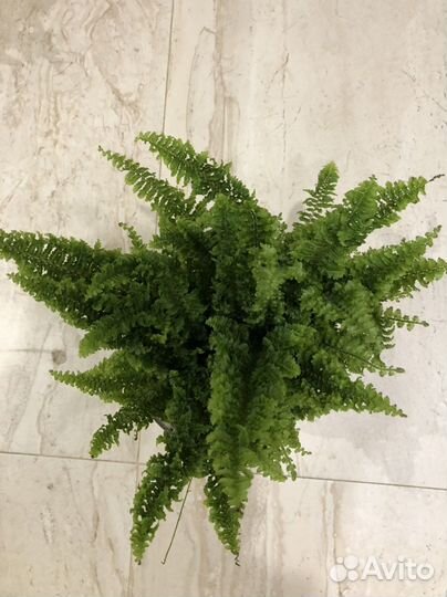 Нефролепсис Витале