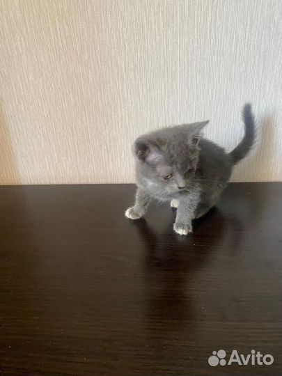 Отдам бесплатно