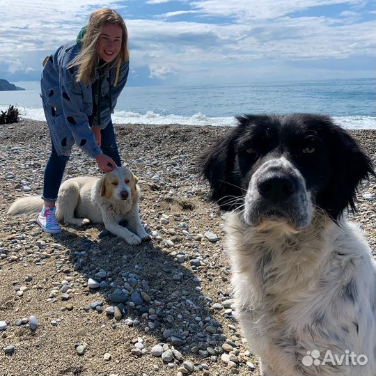 Передержка животных