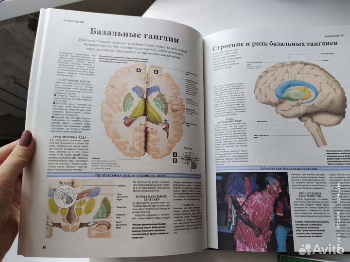 Книга анатомия человека, мозга