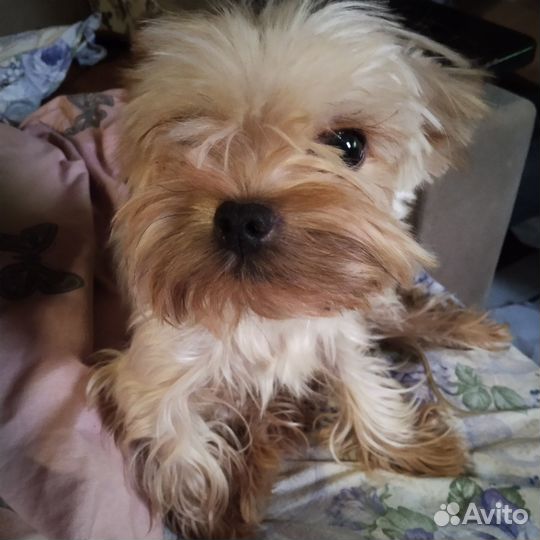 Йоркширский терьер