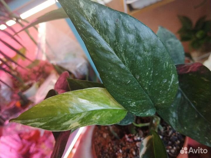 Эпиплемнум Пиннатум Вайт варигатный