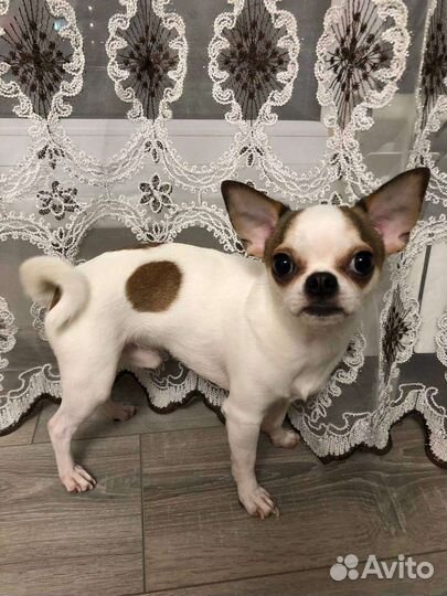 Чихуахуа мини