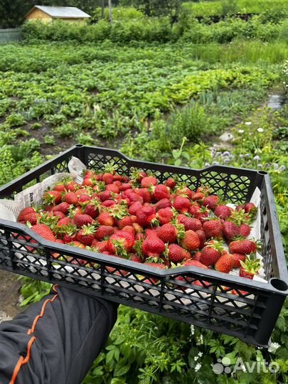 Клубника Байкальская