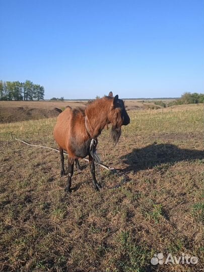 Чешский козел