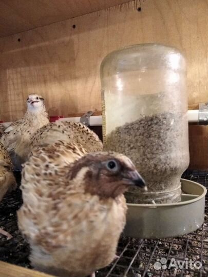 Перепелки крупные. Инк. яйцо