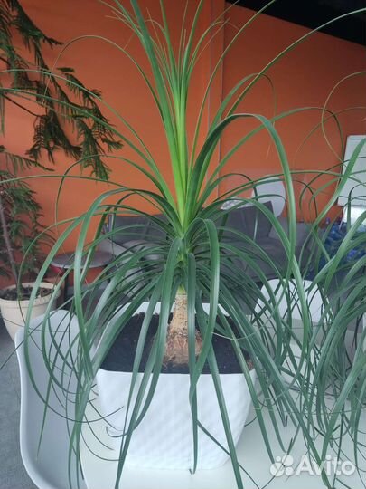 Бокарнея нолина, бутылочное дерево