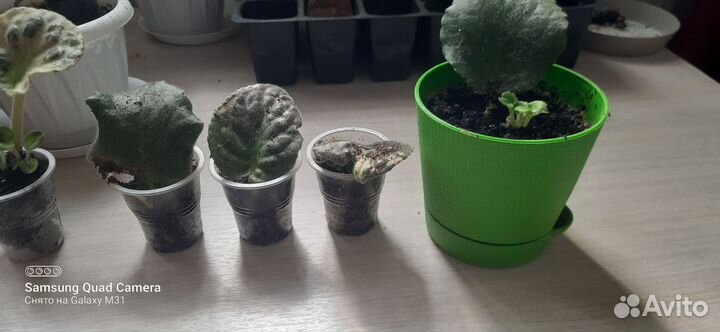 Фиалка детки