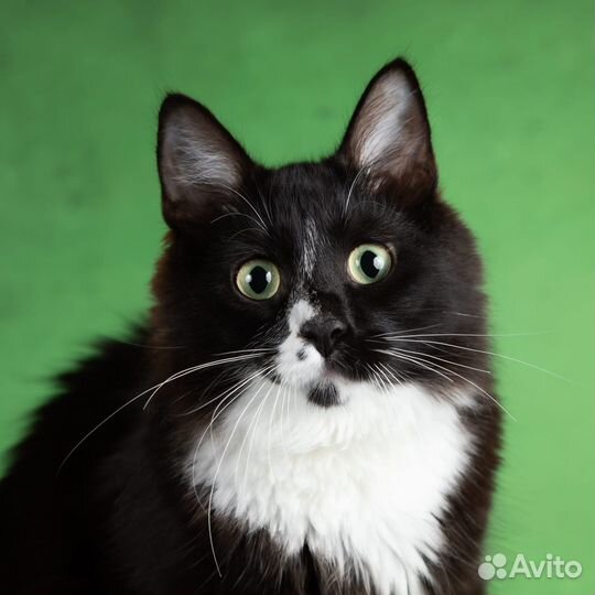 Черный пушистый котенок в дар