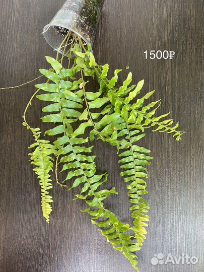 Папоротник Нефролепис Tiger Fern var