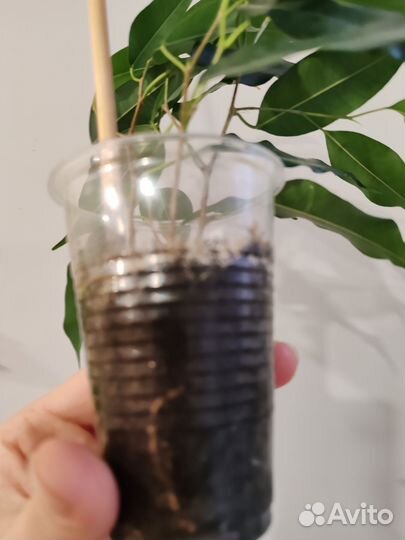 Фикус бенджамина