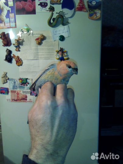 Лесные птицы