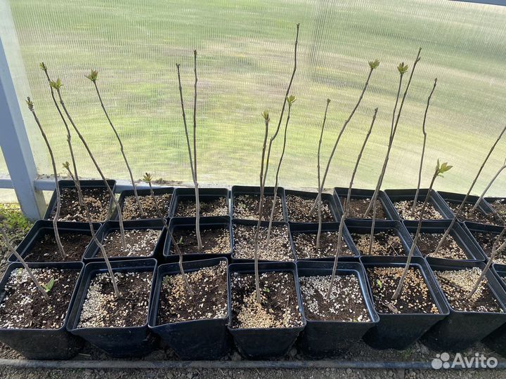 Саженцы катальпы