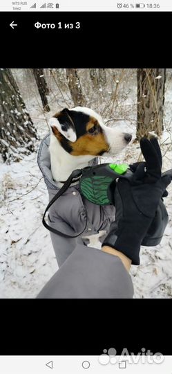 Джек рассел