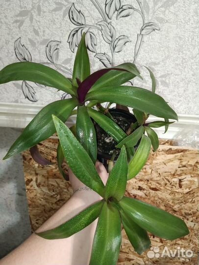 Комнатные растения набор