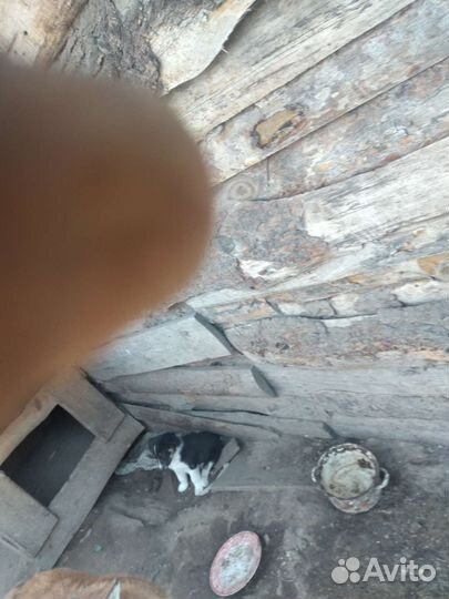 Щенки бесплатно