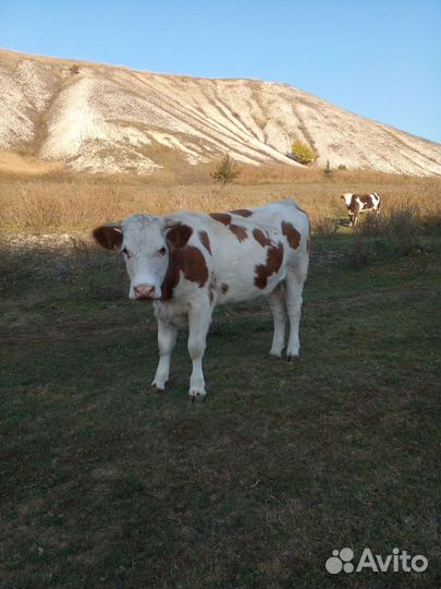 Корова, лошадь