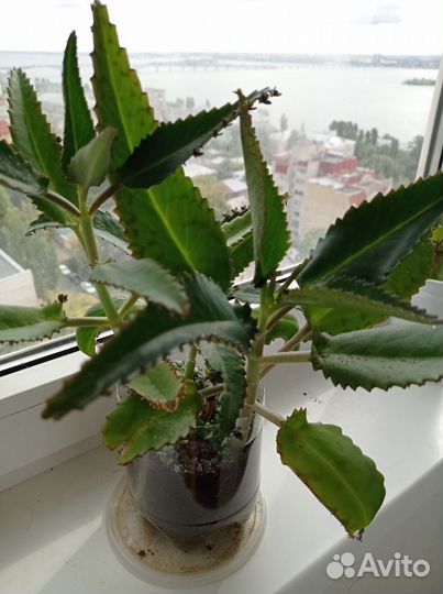 Каланхоэ