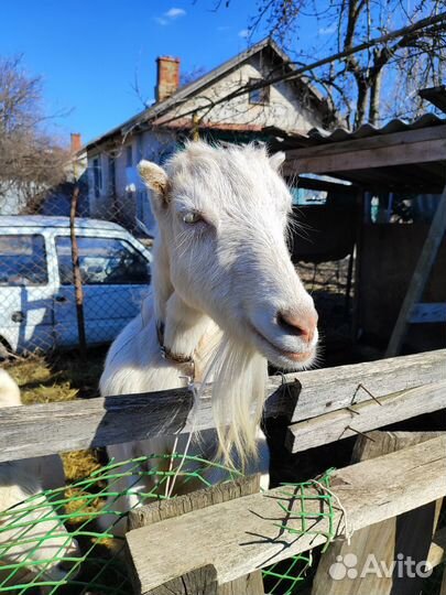 Козы ламанча