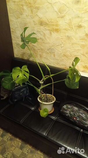 Монстера, гибискус