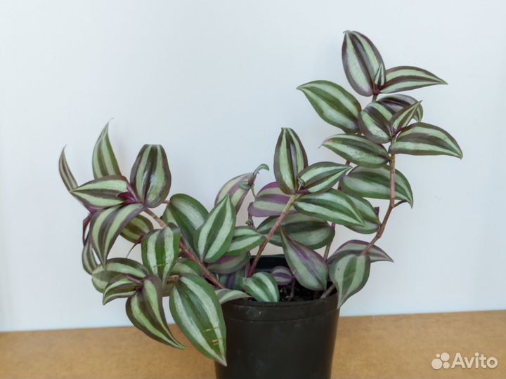 Традесканция зебрина