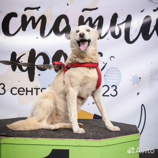 Метис лайки собака в добрые руки в дар