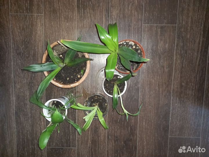 Комнатные цветы