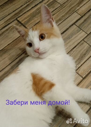 Котенок в добрые руки