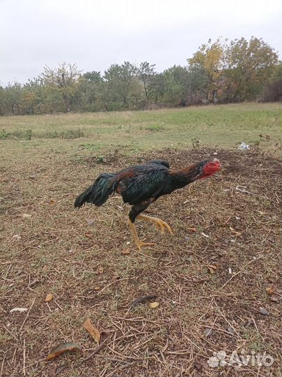Карец февральский
