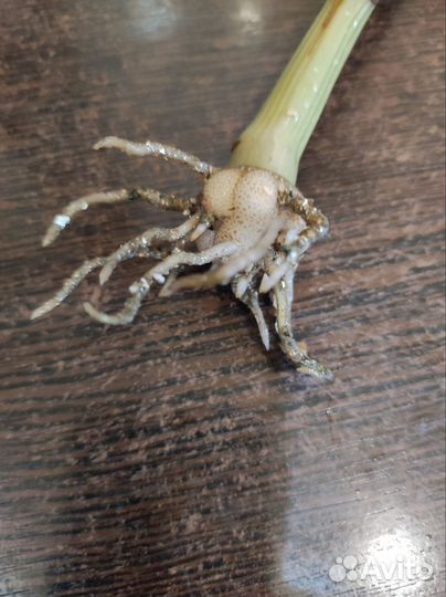 Замиокулькас