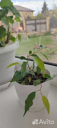 Алоказия, филодендрон, финиковая пальма, кислица