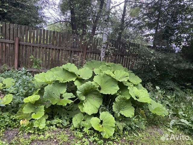 Белокопытник