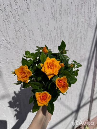 Комнатные цветы Роза Кардана