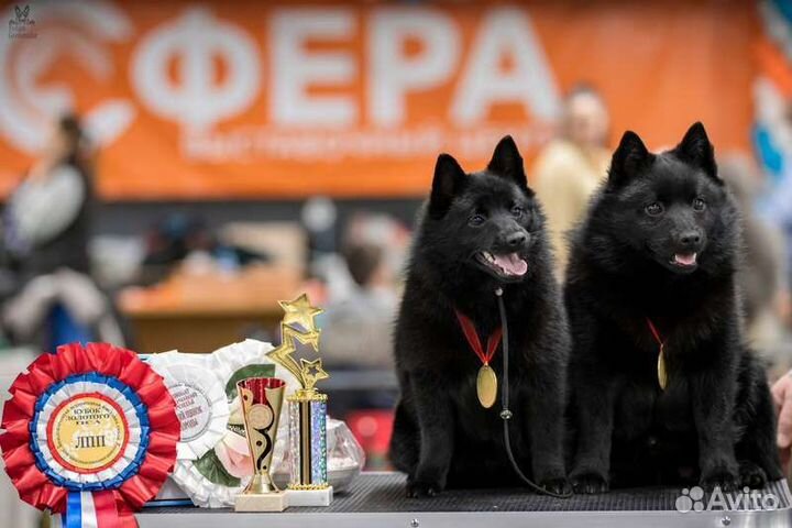 Шипперки щенки чемпионов