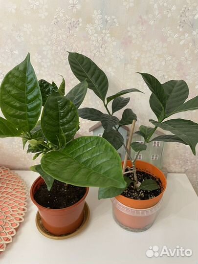 Табернемонтана, Гардения жасминовидная