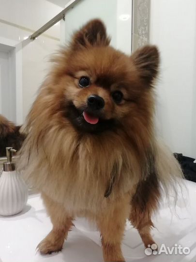 Вязка мальчик Шпиц