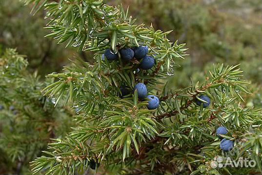 Веники можжевельник