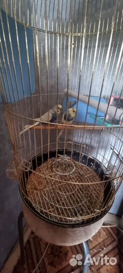 Попугаи с клеткой